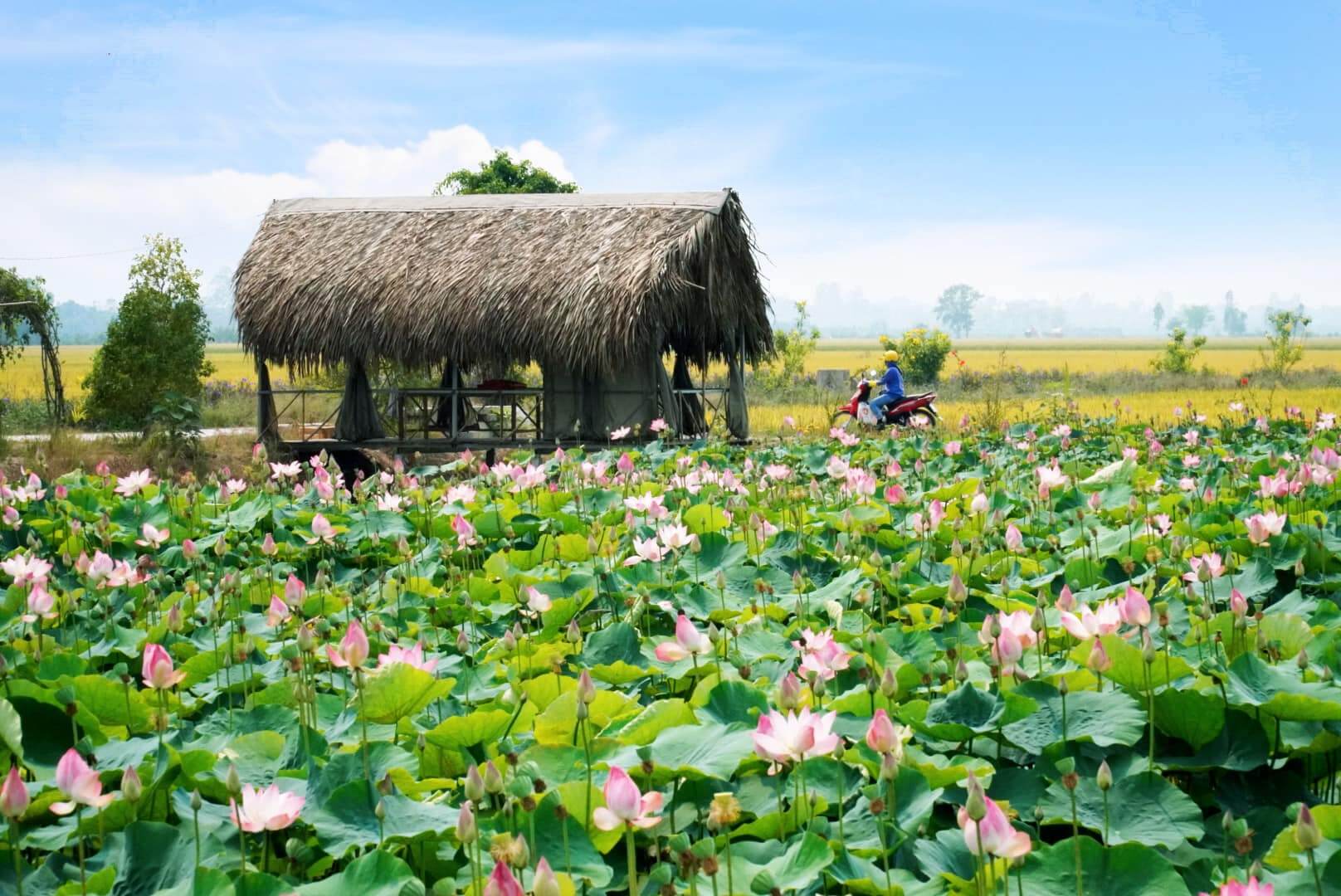Quyết định số 36/2019/QĐ-UBND ngày 19/12/2019 ban hành quy định Bảng giá đất giai đoạn 2020-2024 tỉnh Đồng Tháp